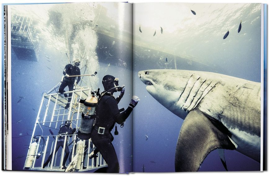 Книга Michael Muller. Sharks, Face-to-Face with the Ocean's Endangered Predator - обкладинка