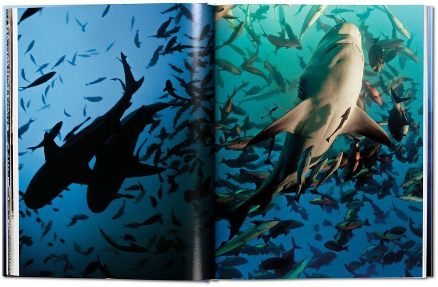Книга Michael Muller. Sharks, Face-to-Face with the Ocean's Endangered Predator - обкладинка