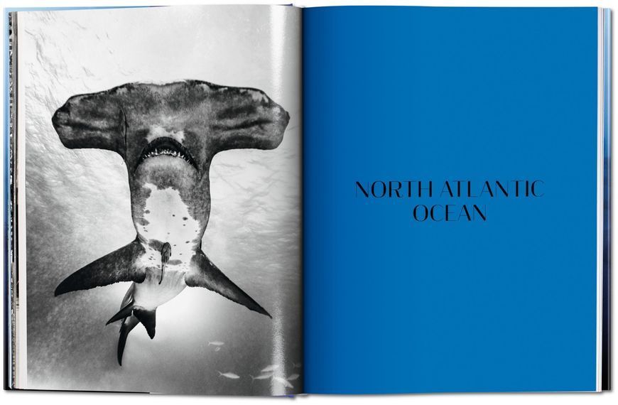 Книга Michael Muller. Sharks, Face-to-Face with the Ocean's Endangered Predator - обкладинка