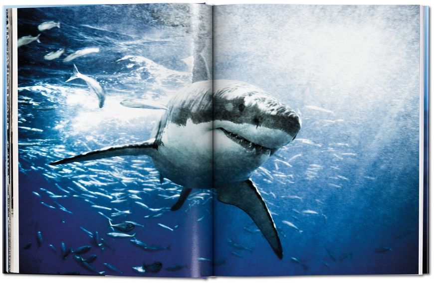 Книга Michael Muller. Sharks, Face-to-Face with the Ocean's Endangered Predator - обкладинка
