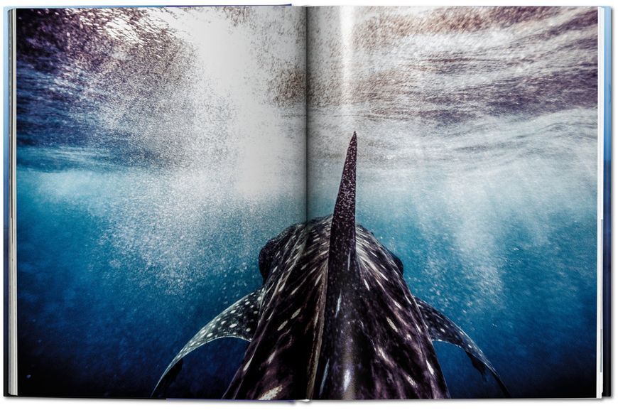 Книга Michael Muller. Sharks, Face-to-Face with the Ocean's Endangered Predator - обкладинка