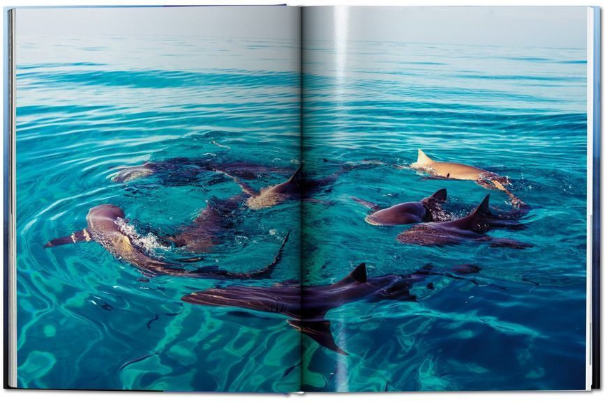 Книга Michael Muller. Sharks, Face-to-Face with the Ocean's Endangered Predator - обкладинка