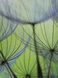 Книга Dandelion Seeds - додаткове зображення номер 1